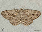  70.270 Engrailed female Copyright Martin Evans 