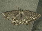  70.270 Engrailed 2nd brood form Copyright Martin Evans 