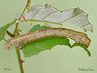  70.270 Engrailed larva 26mm Copyright Martin Evans 