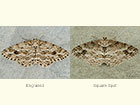  70.270 Engrailed and Square-spot Copyright Martin Evans 