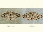  70.272 Square-spot and Engrailed Copyright Martin Evans 