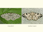  70.274 Grey Birch and Dotted Carpet Copyright Martin Evans 