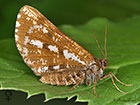  70.276 Bordered White female Copyright Martin Evans 