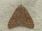  70.282 Early Moth Copyright Martin Evans 