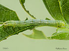  70.282 Early Moth larva 18mm Copyright Martin Evans 