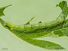  70.282 Early Moth larva 23mm Copyright Martin Evans 