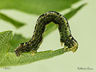  70.282 Early Moth larva 15mm Copyright Martin Evans 
