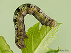  70.282 Early Moth larva 15mm Copyright Martin Evans 