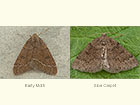  70.282 Early Moth and Sloe Carpet Copyright Martin Evans 