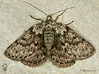  Black Mountain Moth female Copyright Martin Evans 