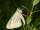  70.291 Black-veined Moth Copyright Martin Evans 