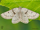  70.292 Grey Scalloped Bar Copyright Martin Evans 