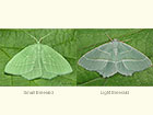  70.302 Small Emerald and Light Emerald Copyright Martin Evans 