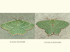  70.304 Sussex Emerald and Common Emerald Copyright Martin Evans 