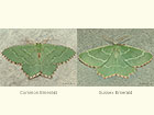  70.305 Common Emerald and Sussex Emerald Copyright Martin Evans 