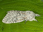  71.003 Puss Moth female  Copyright Martin Evans 