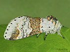  71.005 Sallow Kitten female Copyright Martin Evans 