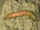  71.005 Sallow Kitten larva pupating 33mm Copyright Martin Evans 