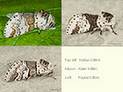  71.005 Sallow Kitten, Alder Kitten and Poplar Kitten Copyright Martin Evans 