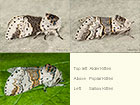  71.006 Alder Kitten, Poplar Kitten and Sallow Kitten Copyright Martin Evans 