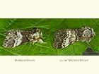 71.010 Marbled Brown and Lunar Marbled Brown Copyright Martin Evans 