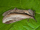  71.017 Swallow Prominent Copyright Martin Evans 
