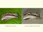 71.017 Swallow Prominent and Swallow Prominent Copyright Martin Evans 