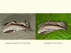  71.018 Lesser Swallow Prominent and Swallow Prominent Copyright Martin Evans 