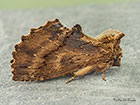  71.021 Coxcomb Prominent Copyright Martin Evans 