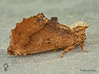  71.021 Coxcomb Prominent female Copyright Martin Evans 