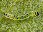  71.021 Coxcomb Prominent larva 5mm Copyright Martin Evans 
