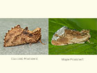  71.021 Coxcomb Prominent and Maple Prominent Copyright Martin Evans 
