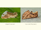  71.022 Maple Prominent and Coxcomb Prominent Copyright Martin Evans 