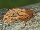  71.024 Plumed Prominent Copyright Martin Evans 