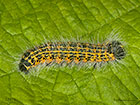 71.025 Buff-tip larva 27mm Copyright Martin Evans 
