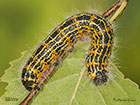  71.025 Buff-tip larva 50mm Copyright Martin Evans 