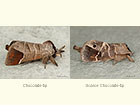  71.027 Chocolate-tip and Scarce Chocolate-tip Copyright Martin Evans 