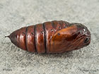  71.028 Small Chocolate-tip pupa 11mm Copyright Martin Evans 