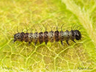  71.028 Small Chocolate-tip larva length 2.5mm Copyright Martin Evans 