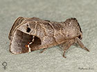  71.029 Scarce Chocolate-tip female Copyright Martin Evans 