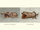  71.029 Scarce Chocolate-tip and Chocolate-tip Copyright Martin Evans 