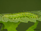  72.004 Buttoned Snout larva at 20mm Copyright Martin Evans 