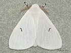  72.008 Black V Moth Copyright Martin Evans 