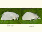  72.009 White Satin and female Yellow-tail Copyright Martin Evans 