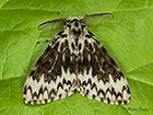  72.010 Black Arches Copyright Martin Evans 