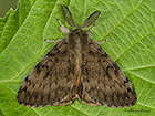  72.011 Gypsy Moth Copyright Martin Evans 