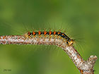  72.011 Gypsy Moth larva 25mm Copyright Martin Evans 