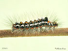  72.013 Yellow-tail larva 20mm Copyright Martin Evans 