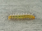  72.019 Buff Ermine larva 19mm Copyright Martin Evans 