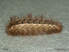  72.019 Buff Ermine larva 27mm Copyright Martin Evans 